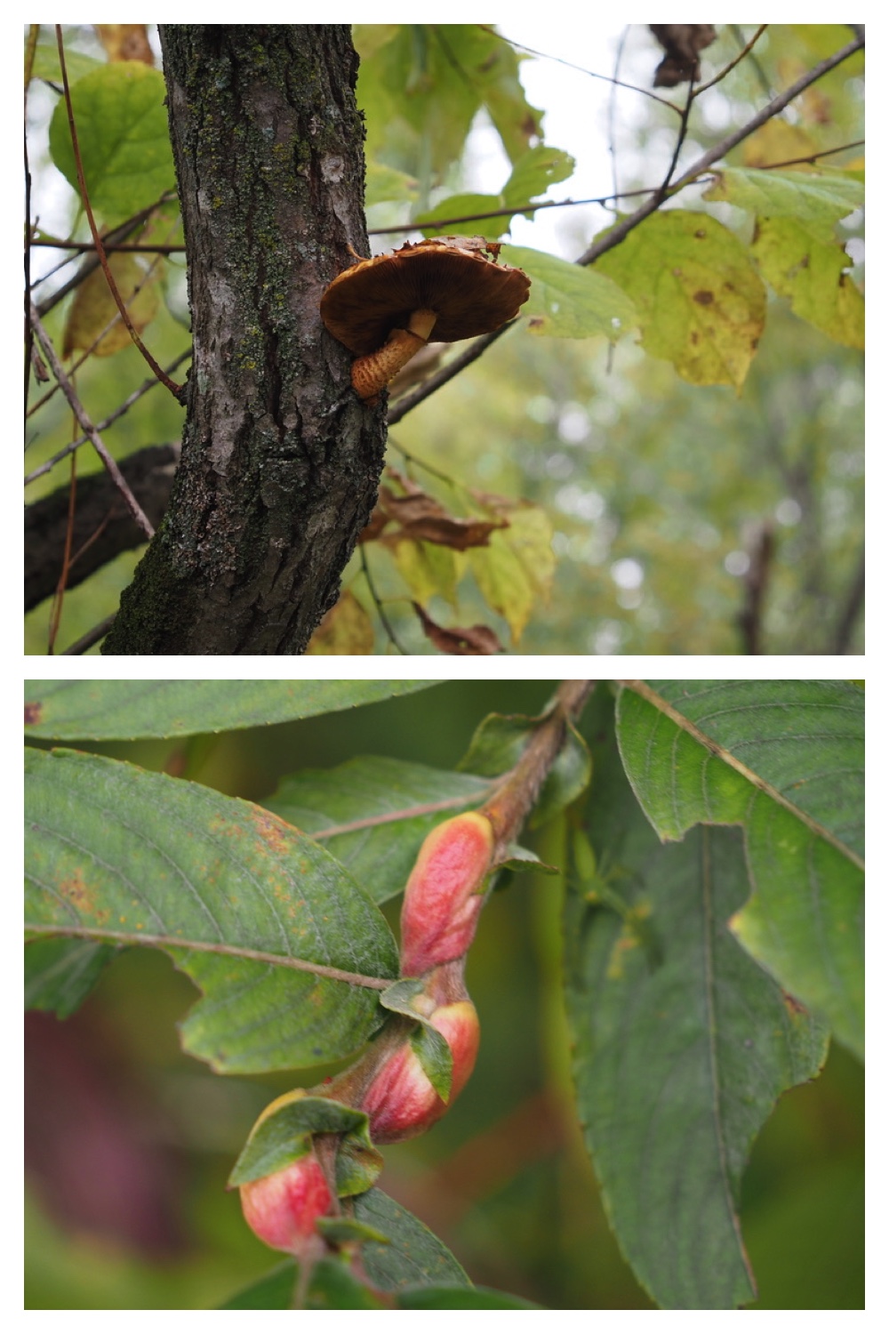 251013_Plants_5