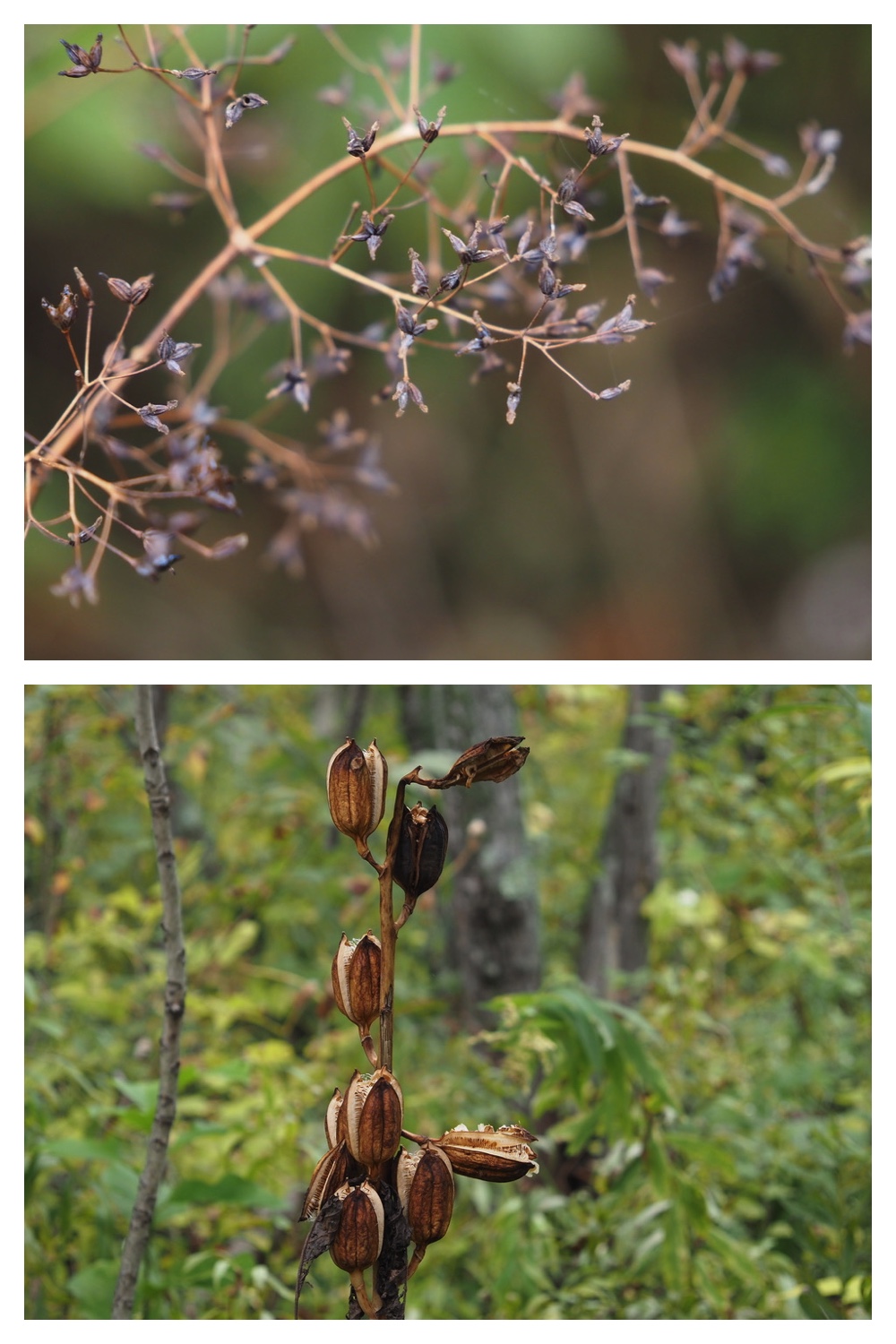 251013_Plants_6