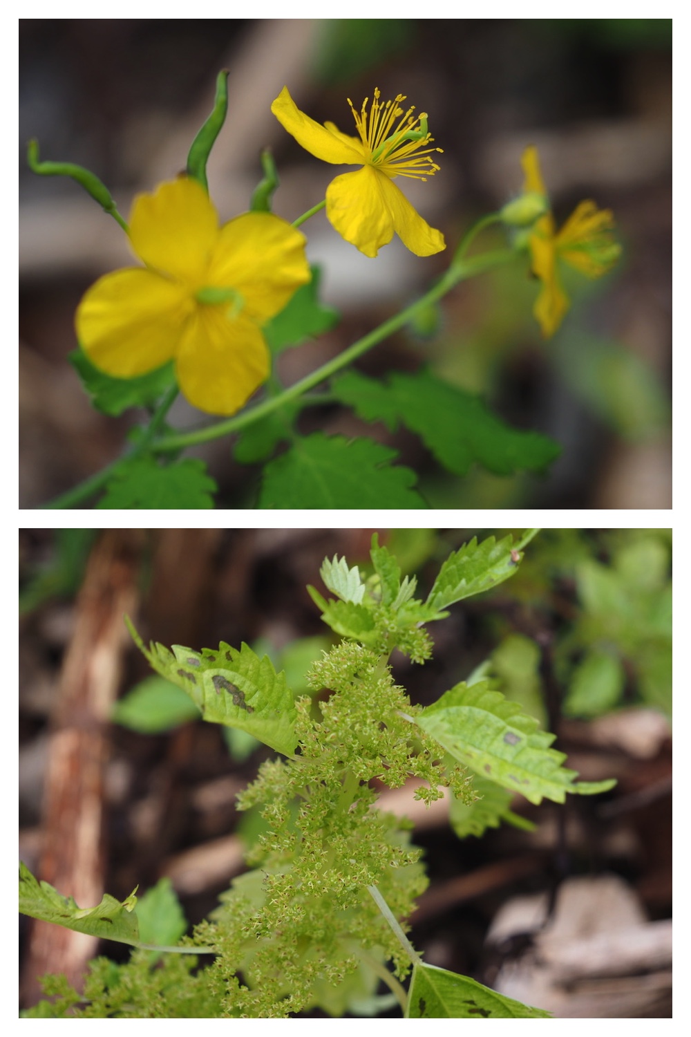 251013_Plants_7