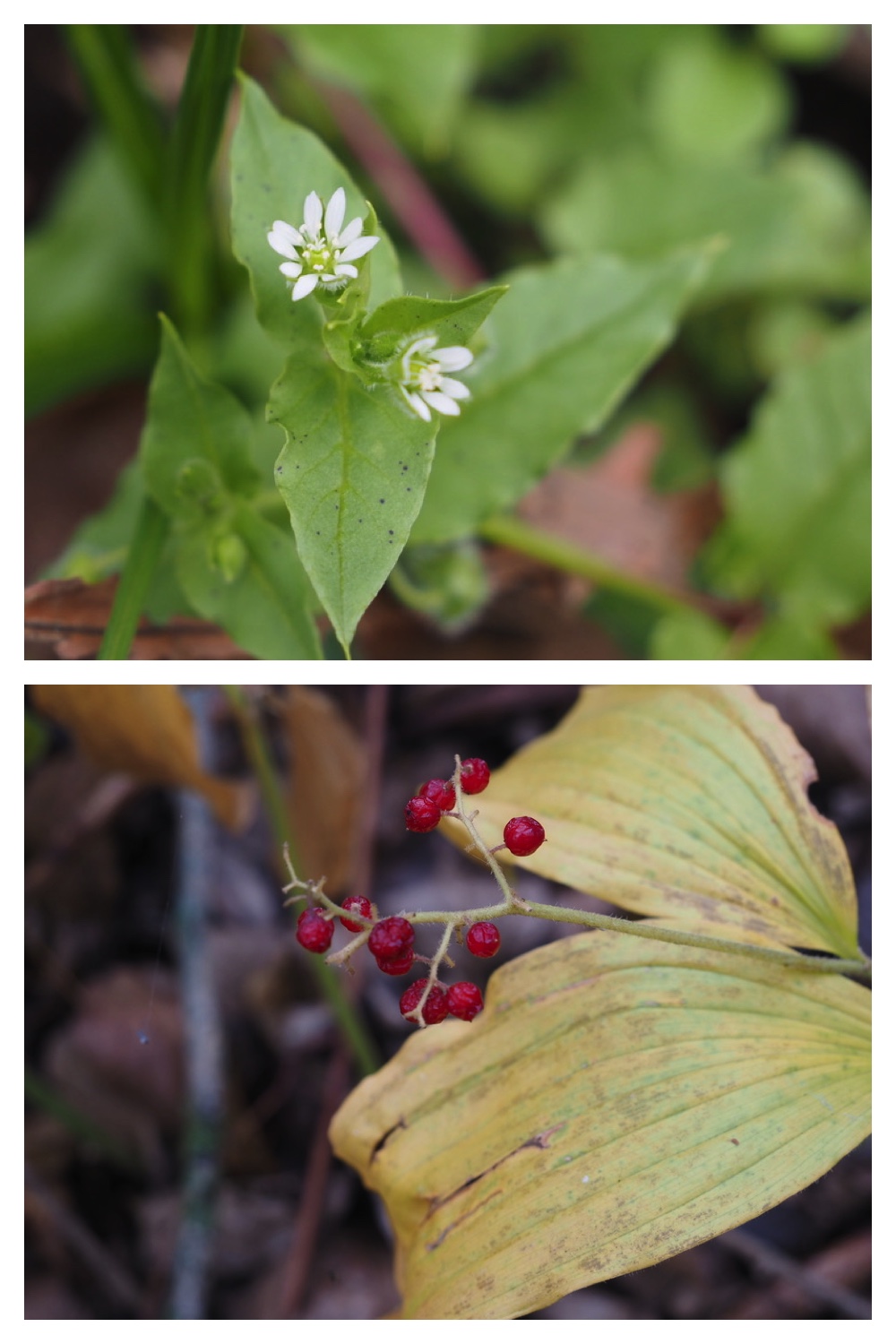 251013_Plants_8