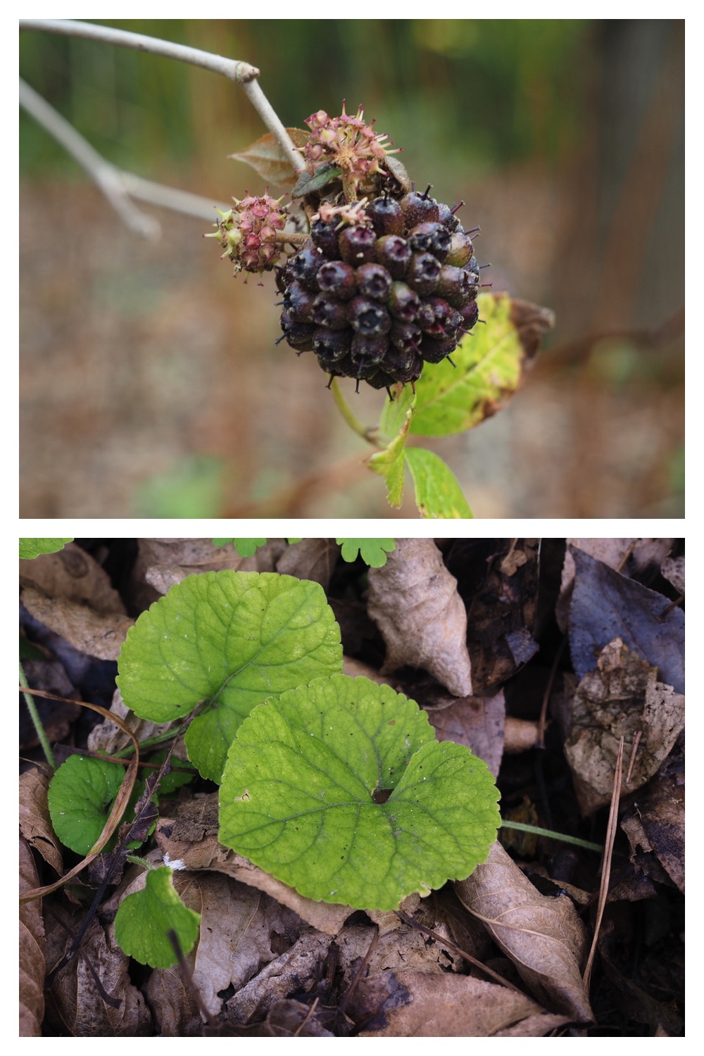 251013_Plants_9