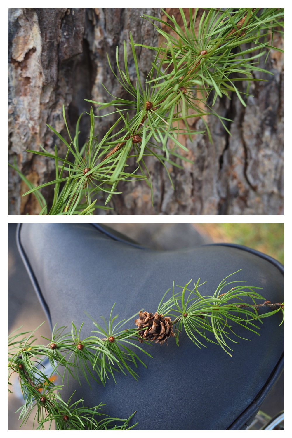 251020_Tree-leaves_10