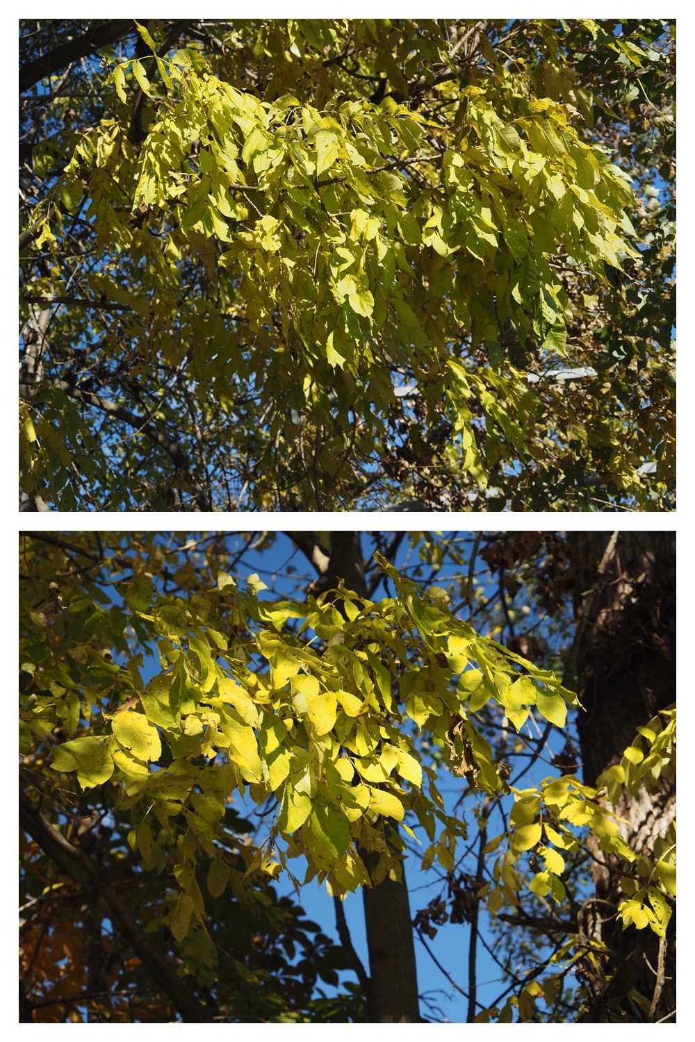 251020_Tree-leaves_15