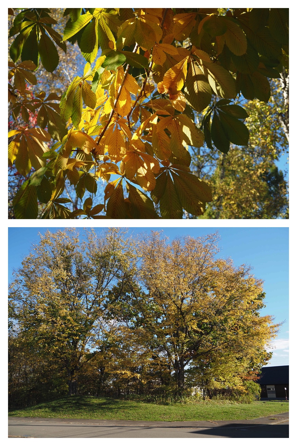 251020_Tree-leaves_16