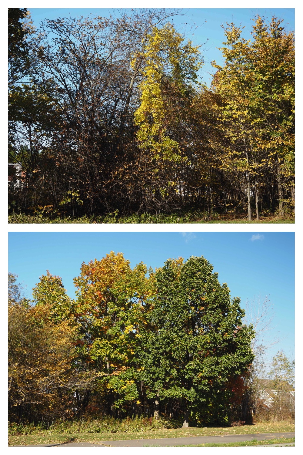 251020_Tree-leaves_17