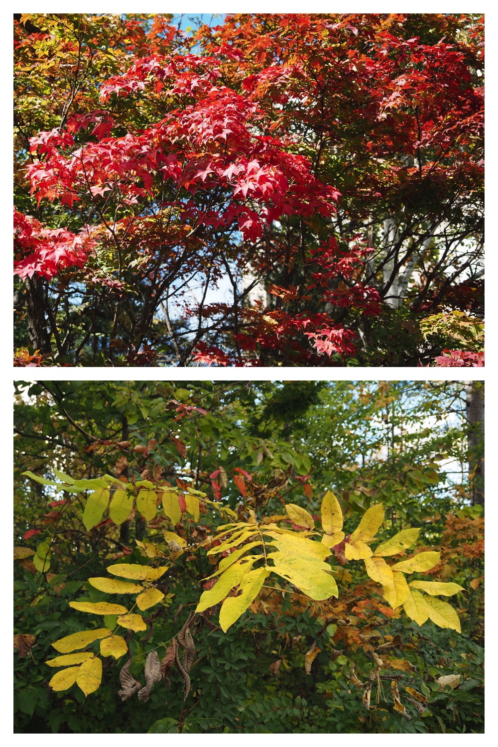 251020_Tree-leaves_2