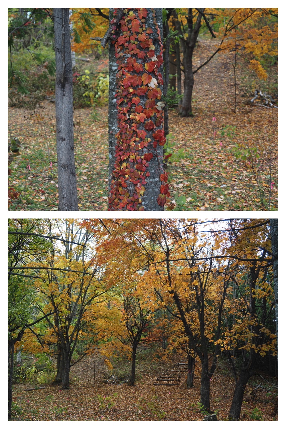 251020_Tree-leaves_5