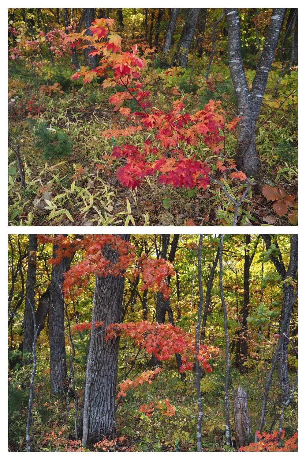 251020_Tree-leaves_7