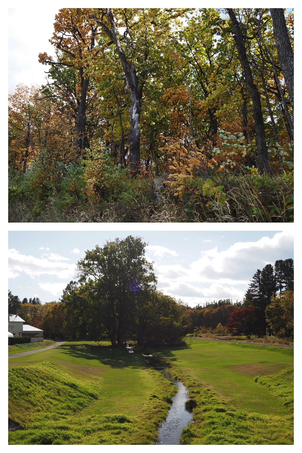 251020_Tree-leaves_8