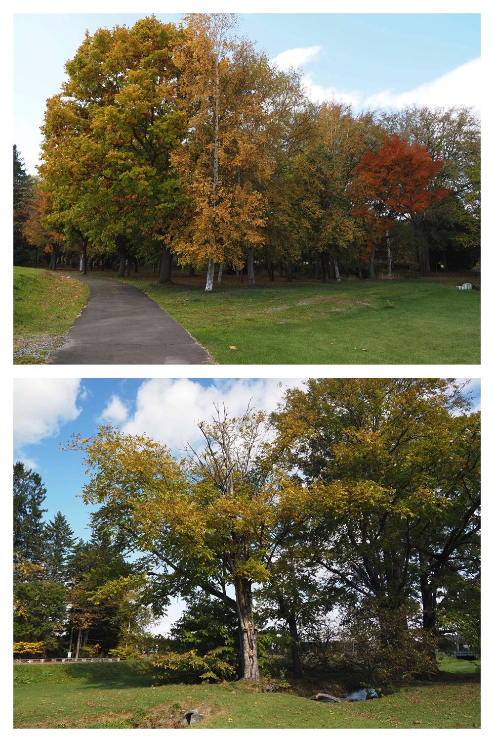 251022_Red-yellow_11