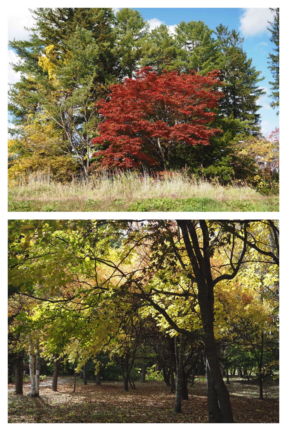 251022_Red-yellow_12