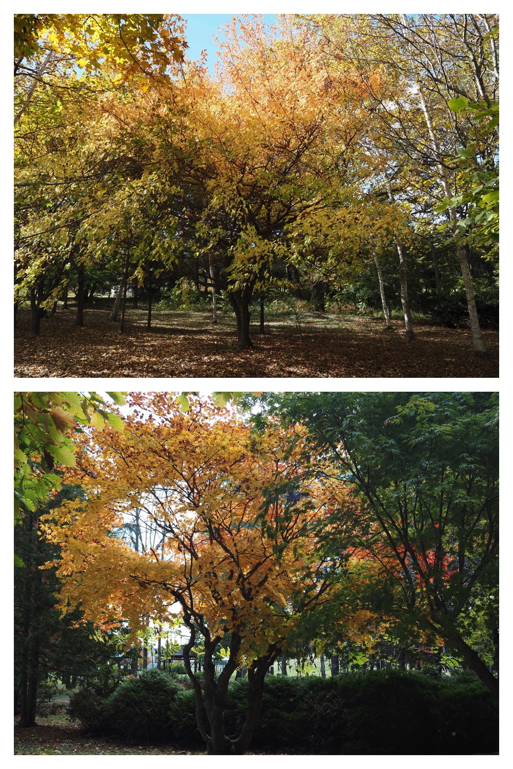 251022_Red-yellow_13