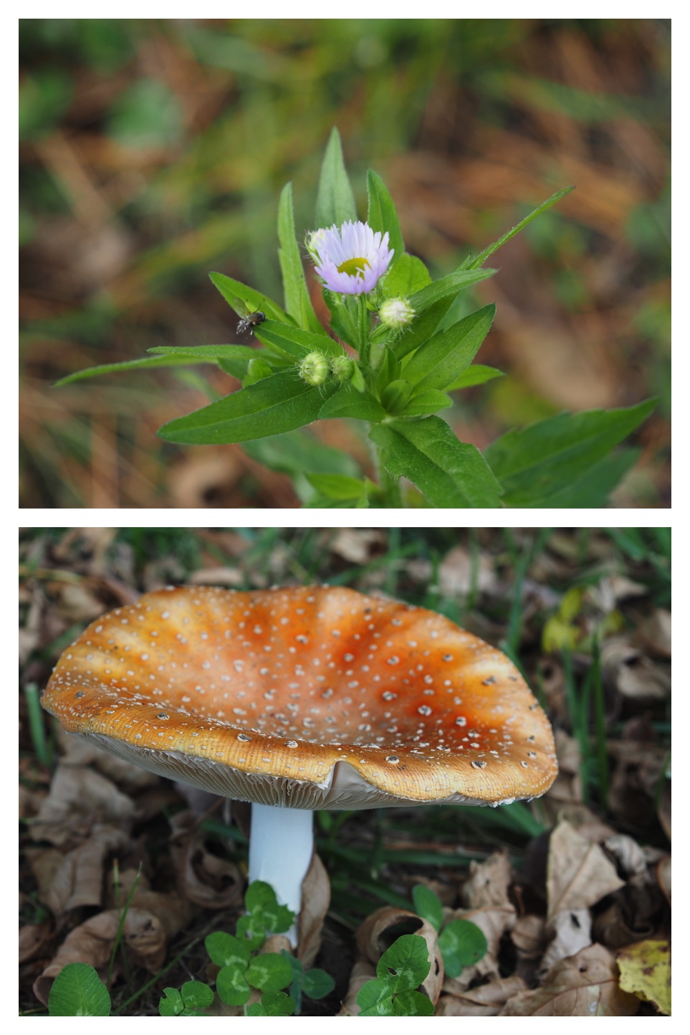 251022_Red-yellow_15