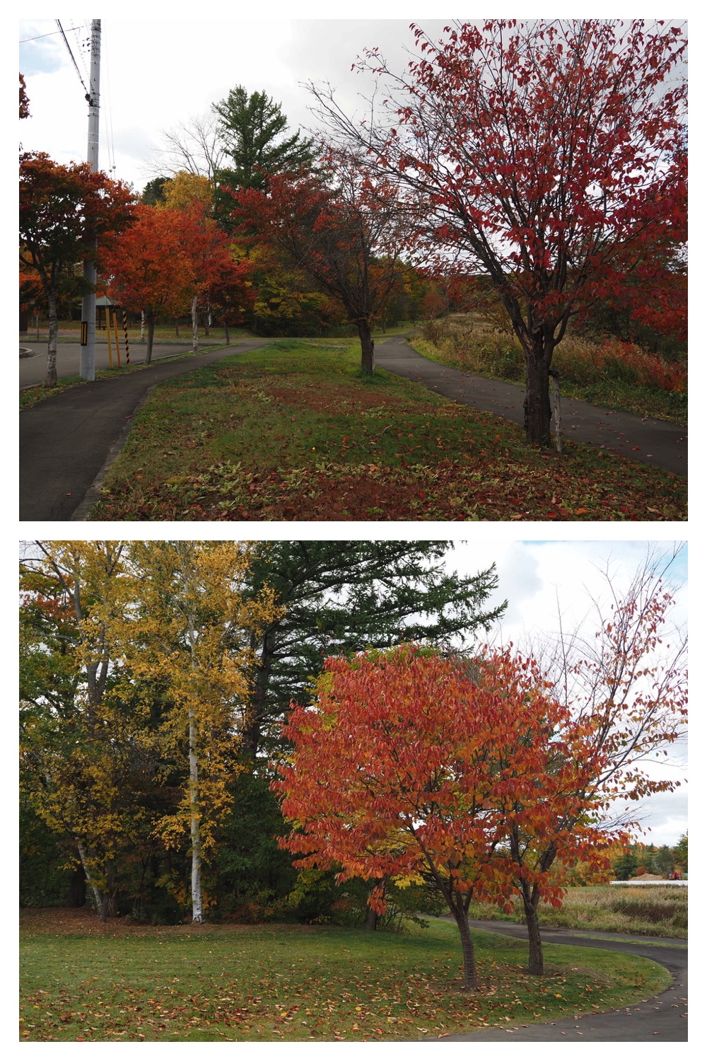 251022_Red-yellow_16