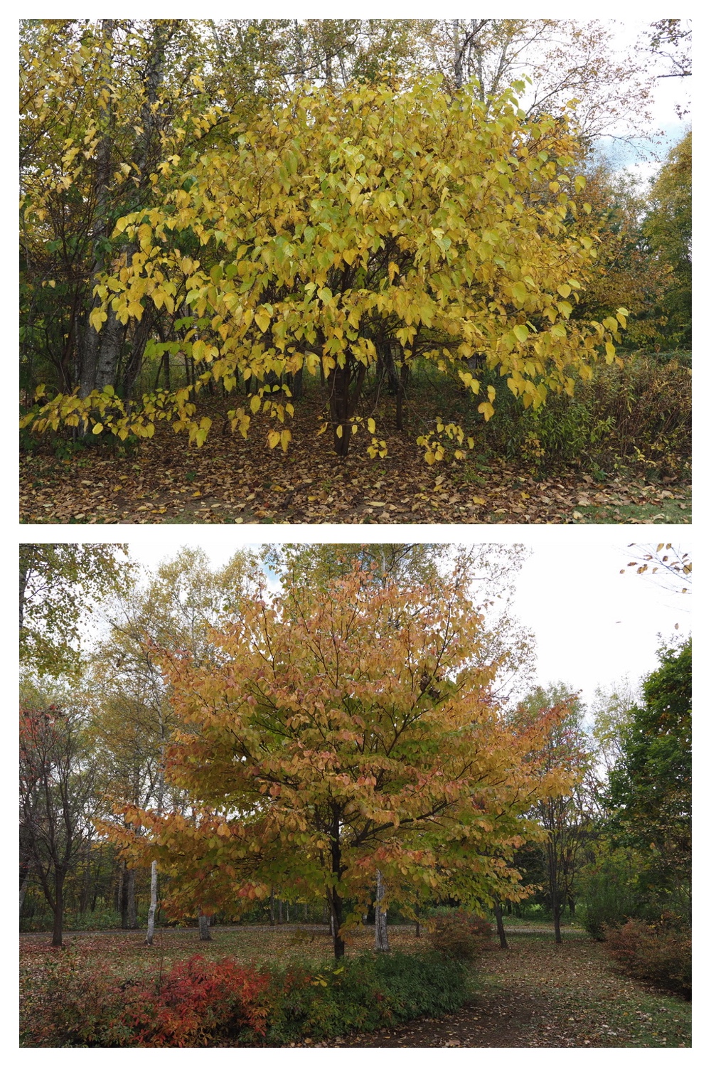 251022_Red-yellow_18