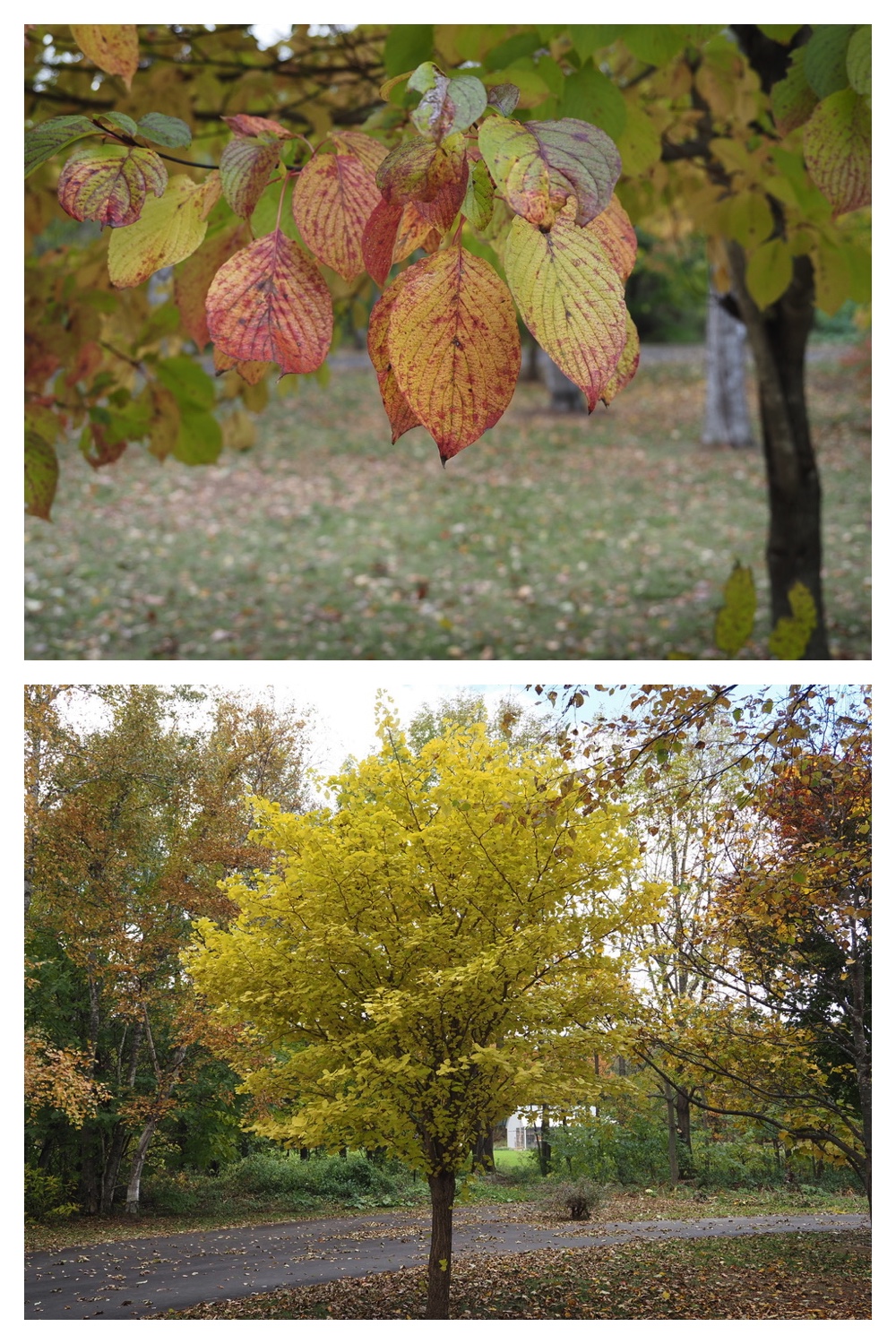 251022_Red-yellow_19