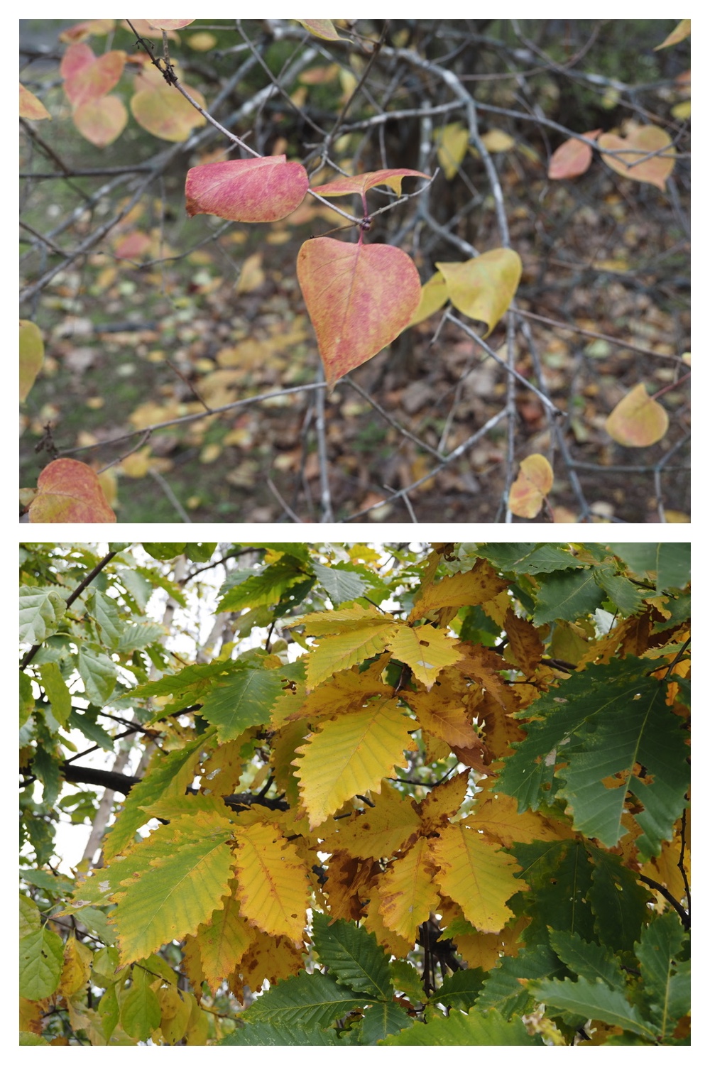 251022_Red-yellow_20