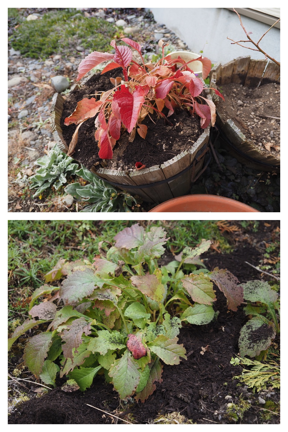 251023_Garden-field_3