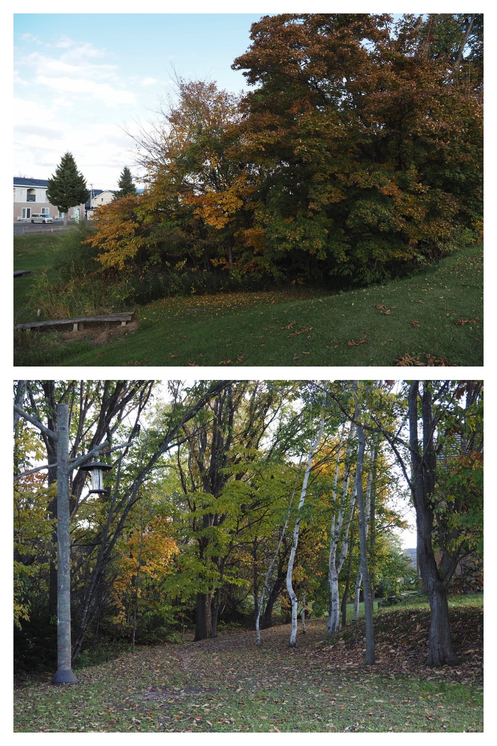 251024_Obihiro-shrine_11