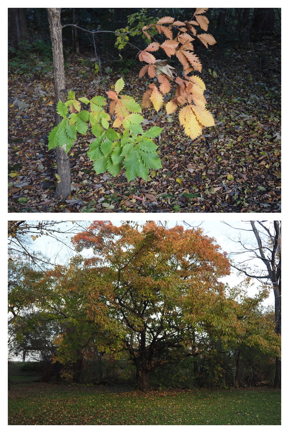 251024_Obihiro-shrine_12