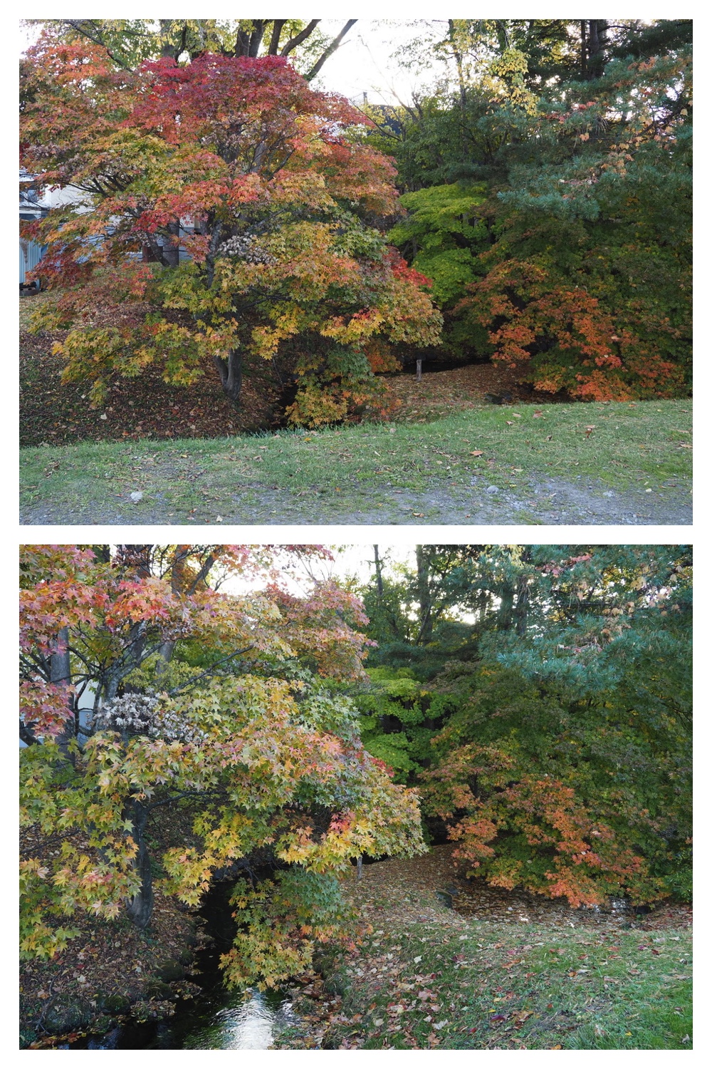 251024_Obihiro-shrine_14