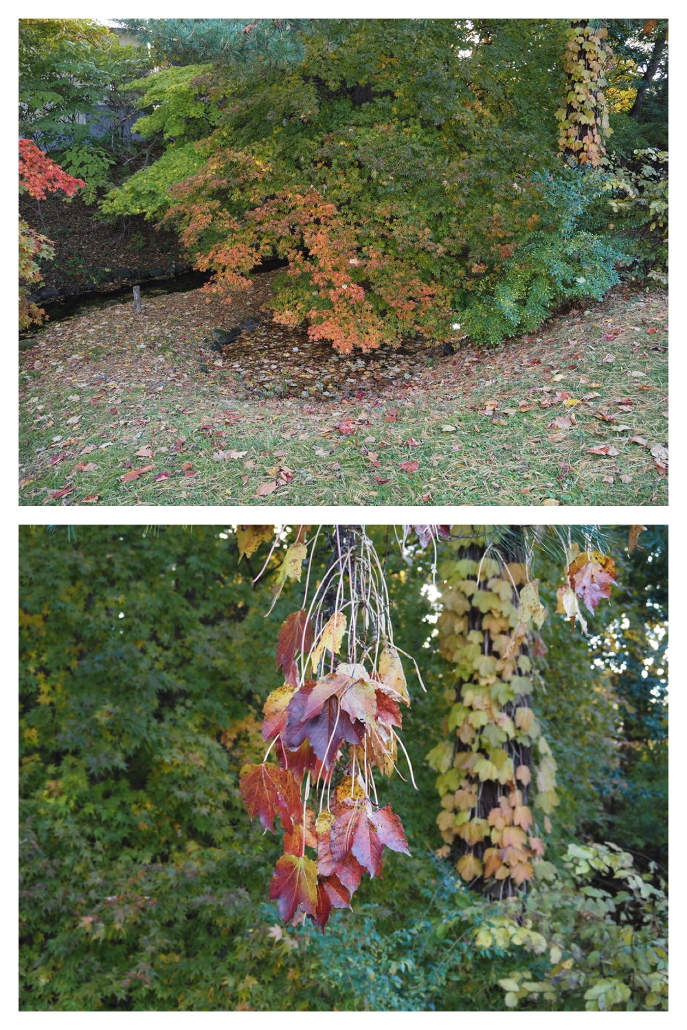 251024_Obihiro-shrine_15