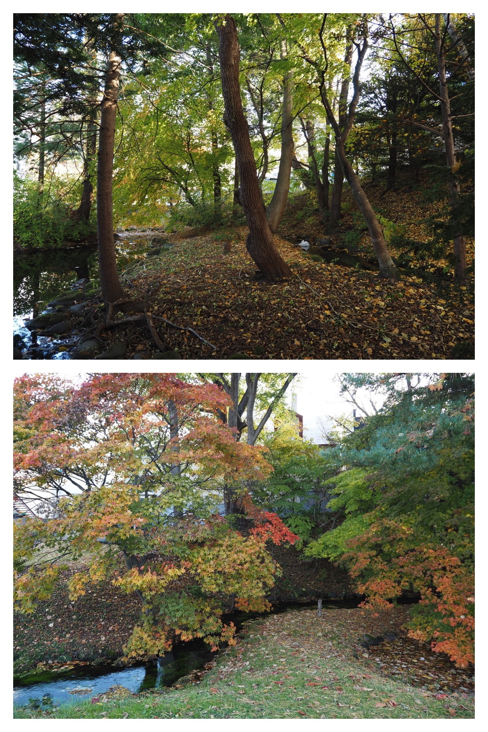 251024_Obihiro-shrine_17