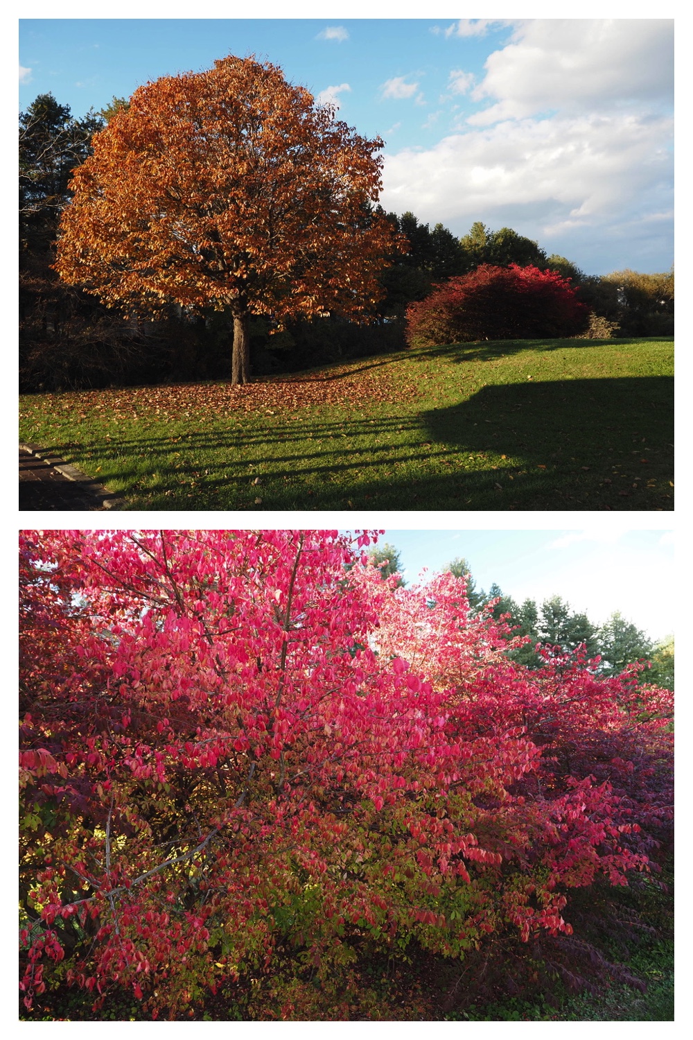 251024_Obihiro-shrine_21