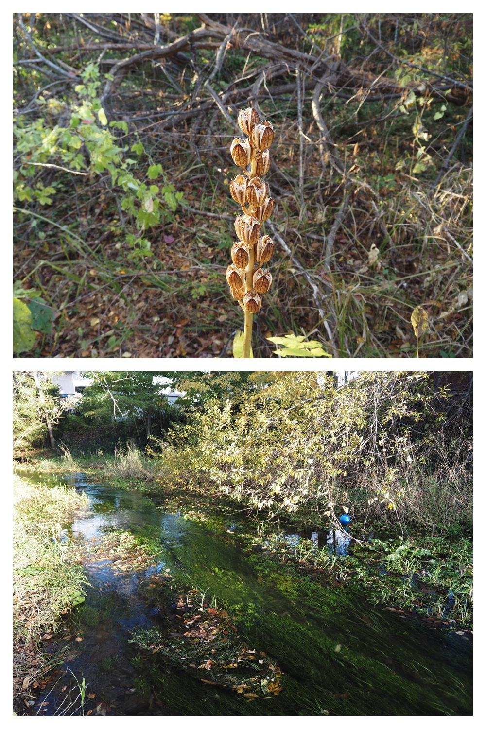 251024_Obihiro-shrine_23