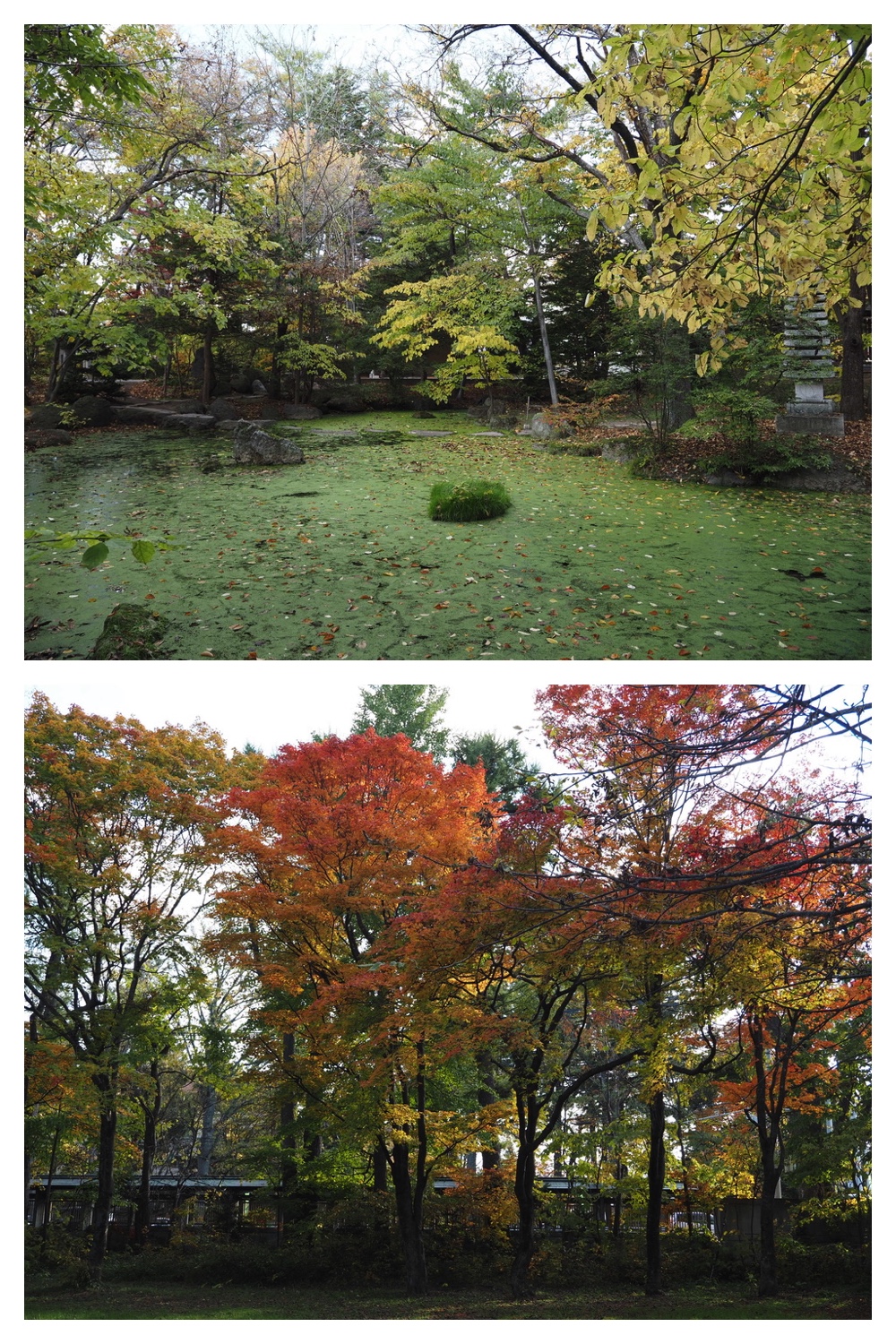 251024_Obihiro-shrine_7