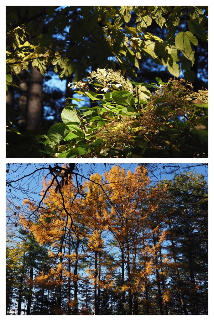 251027_Manabe-Garden_14