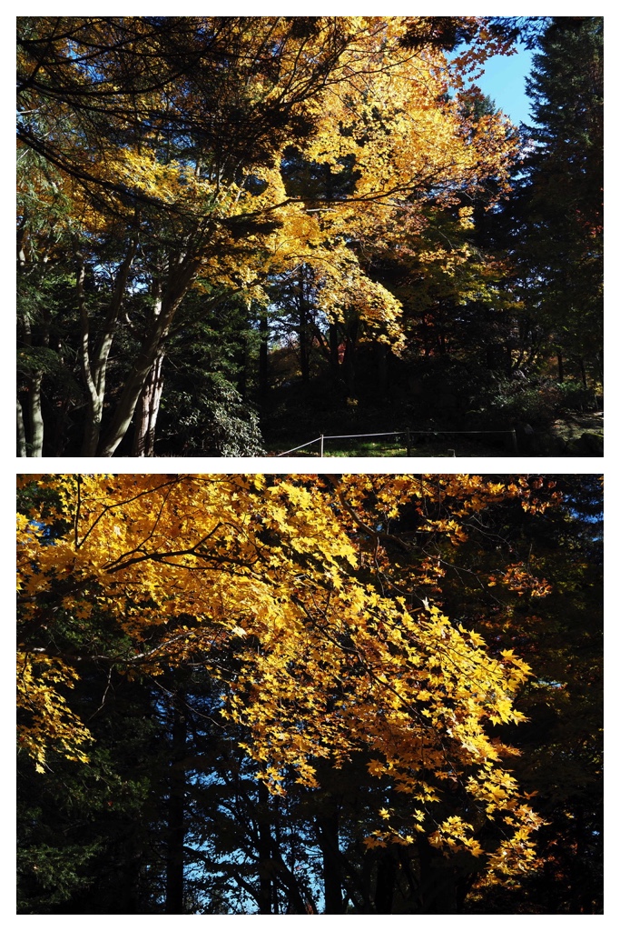 251027_Manabe-Garden_3