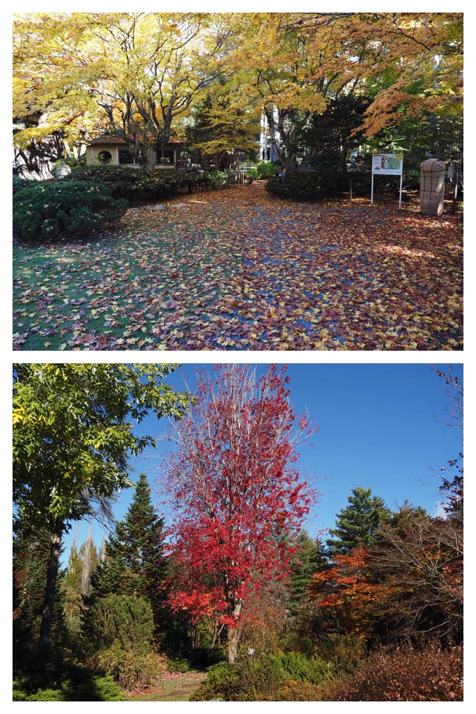 251027_Manabe-Garden_6