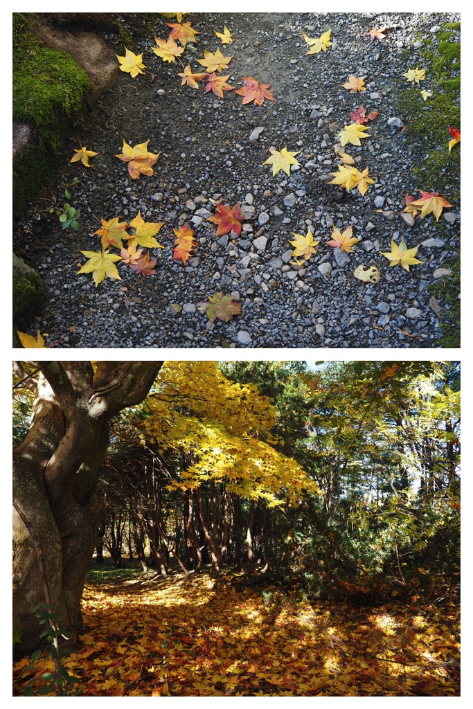 251027_Manabe-Garden_9