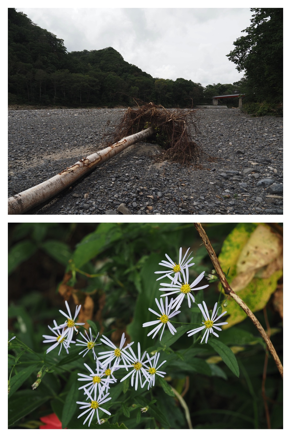250913_Rekifune_22