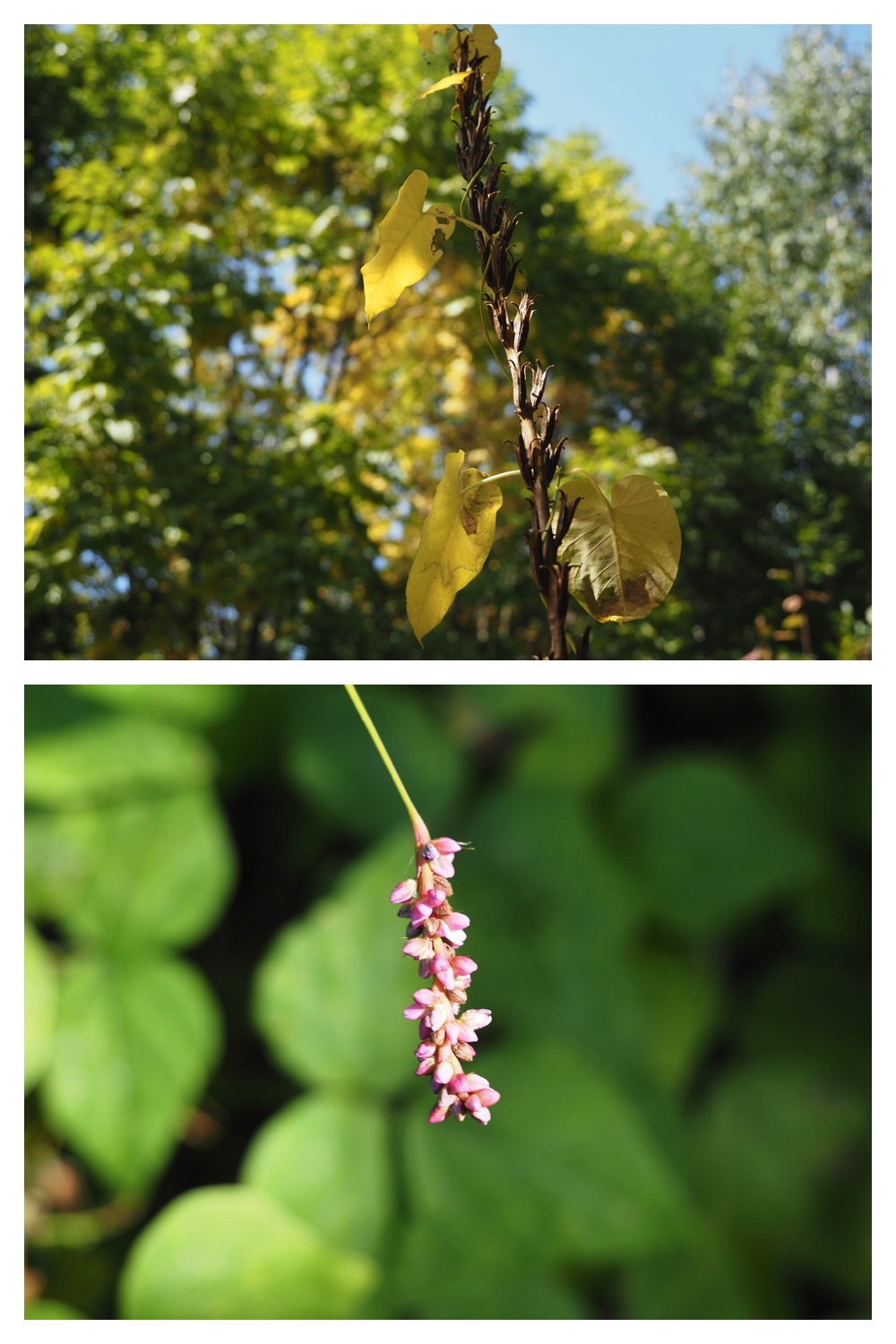 250928_Satoyama_4