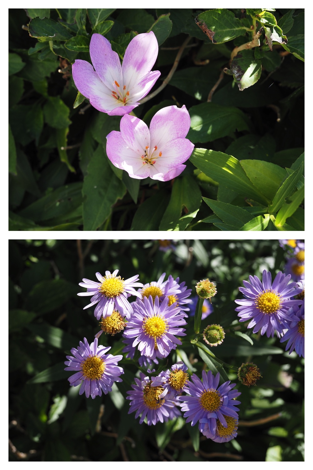 250930_Flowers_1