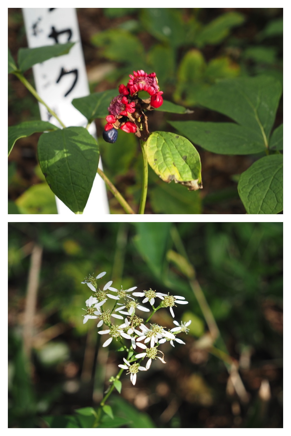 250930_Flowers_10