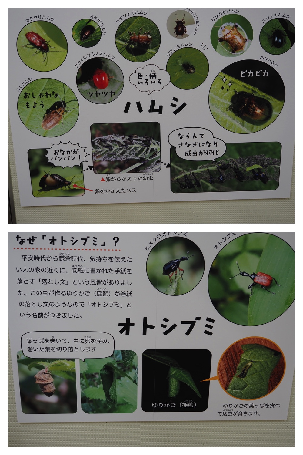 250930_Flowers_15