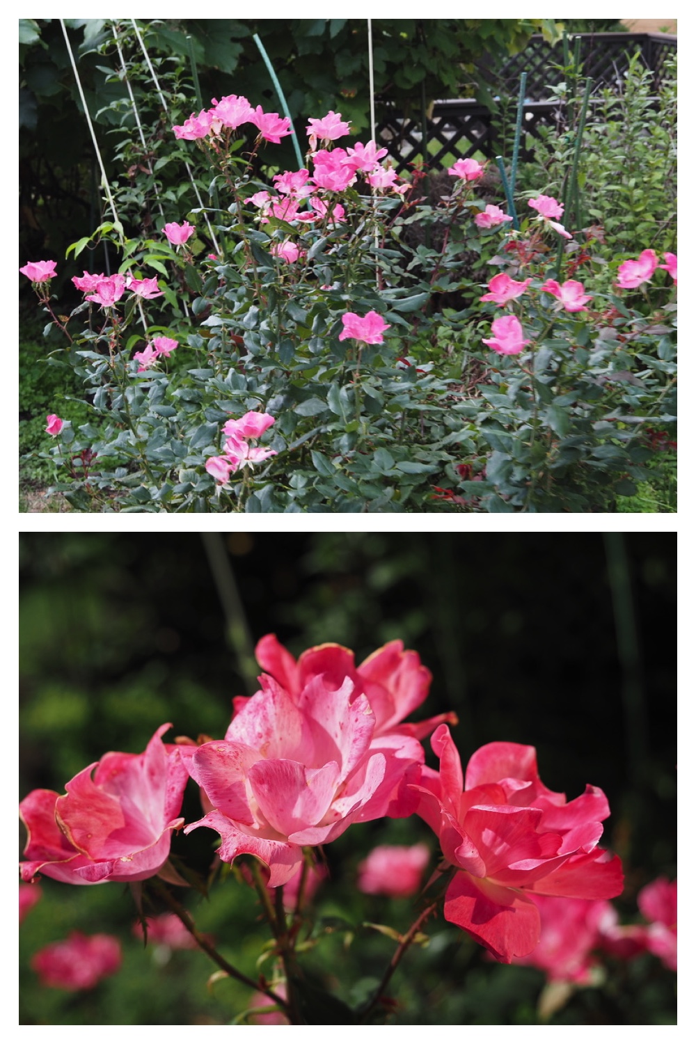 250930_Flowers_2