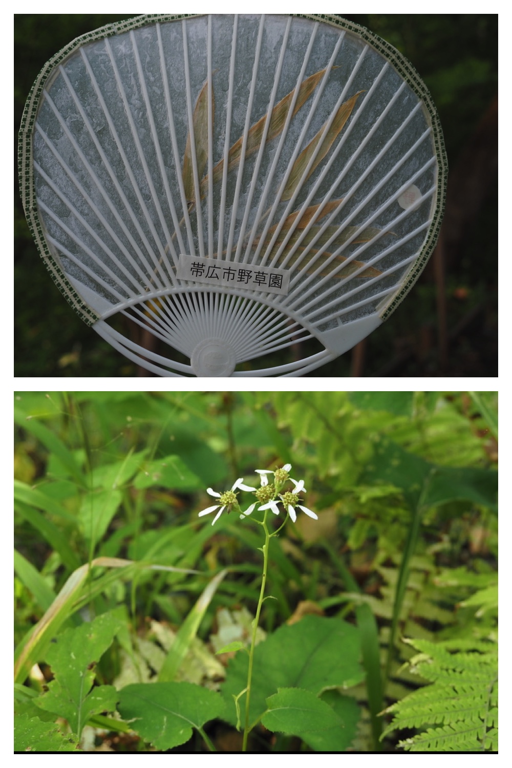 250930_Flowers_4
