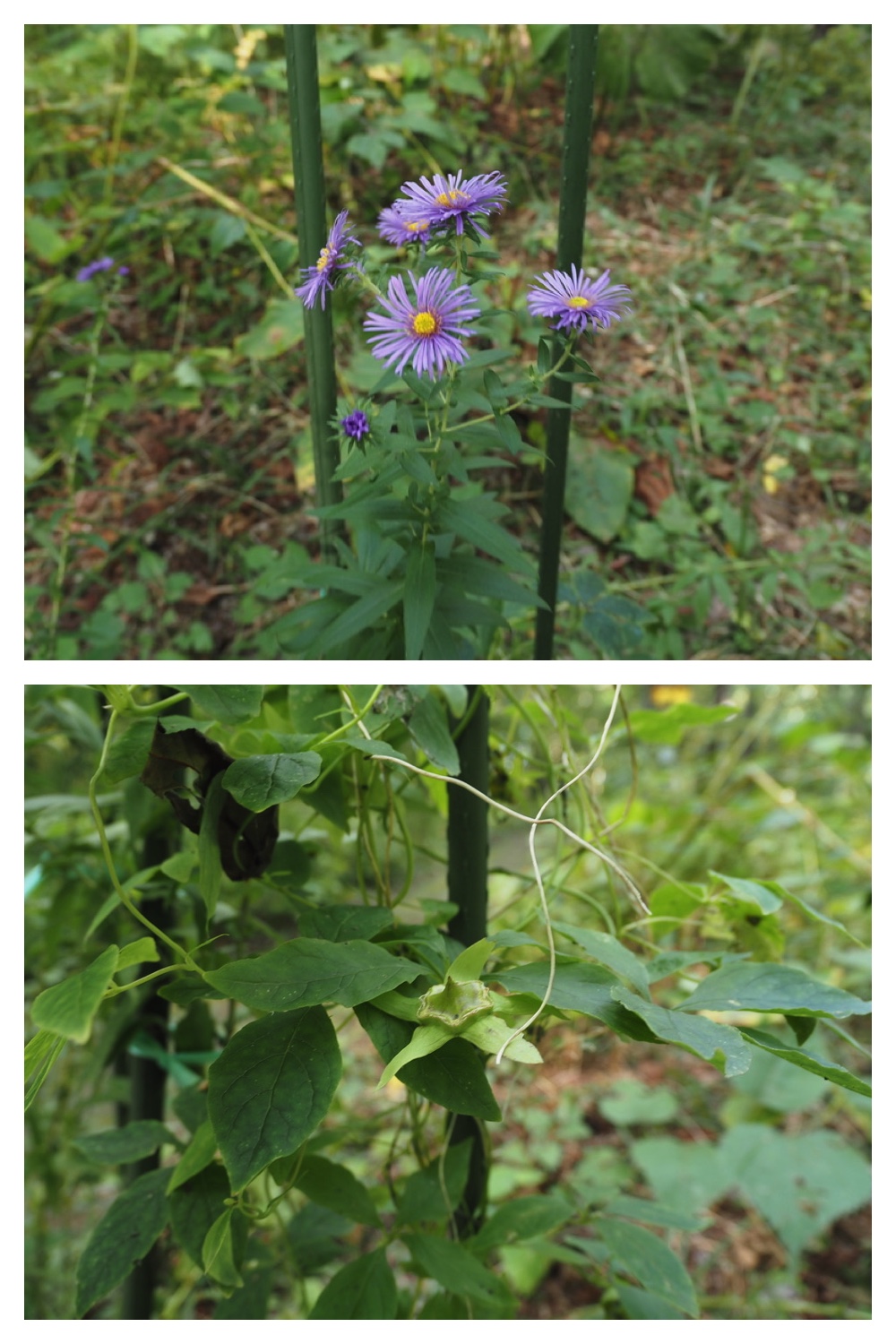 250930_Flowers_6