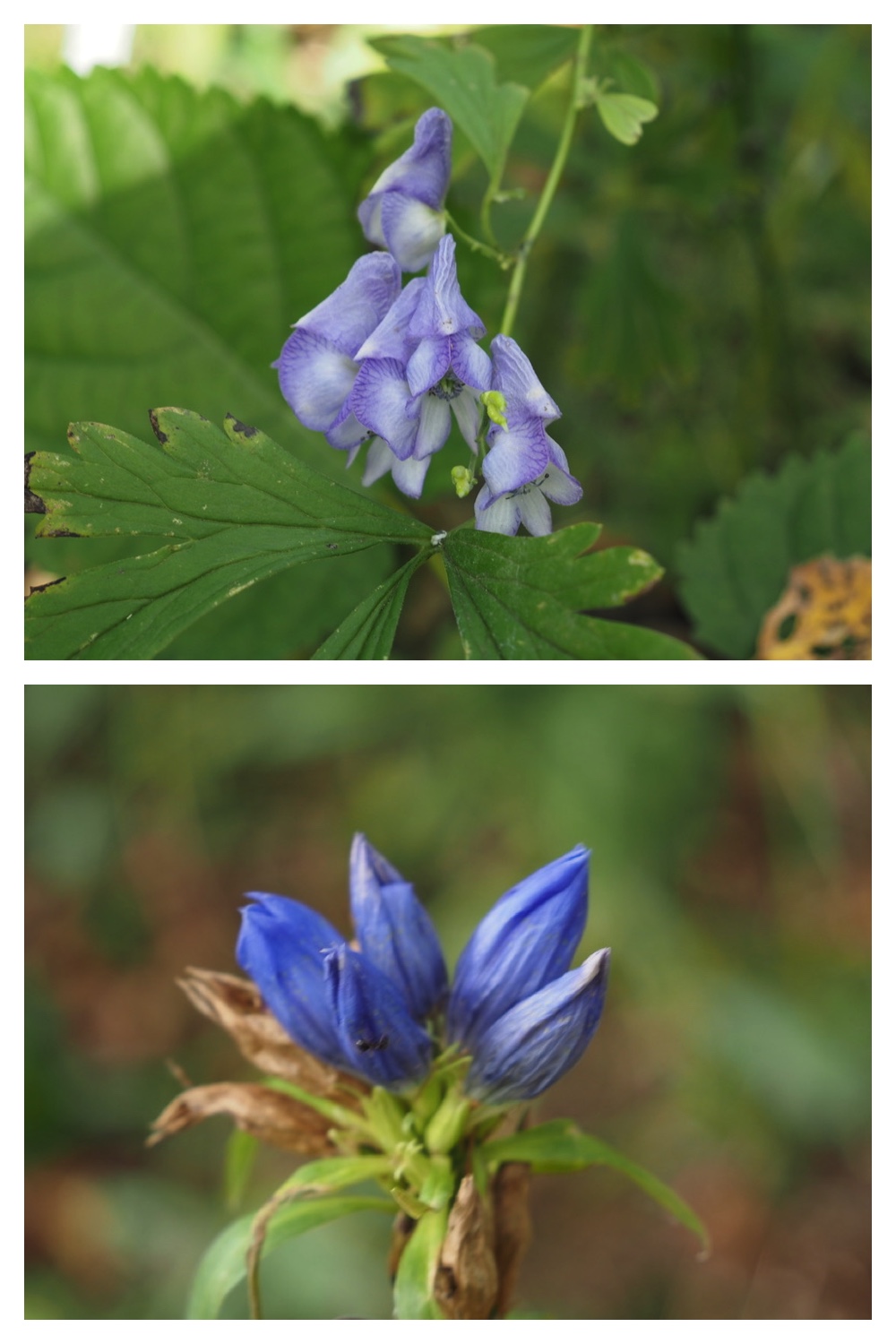 250930_Flowers_8