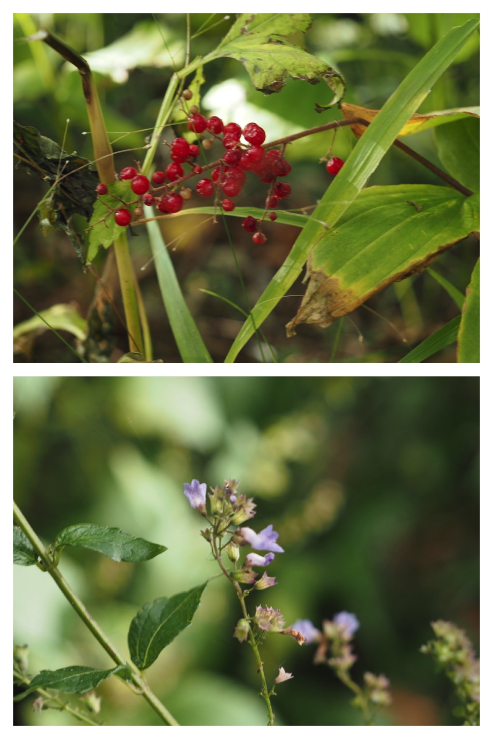 250930_Flowers_9