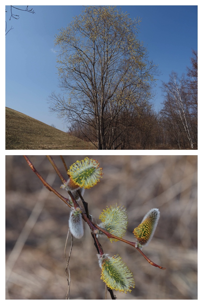 260401_Azumaichige_6