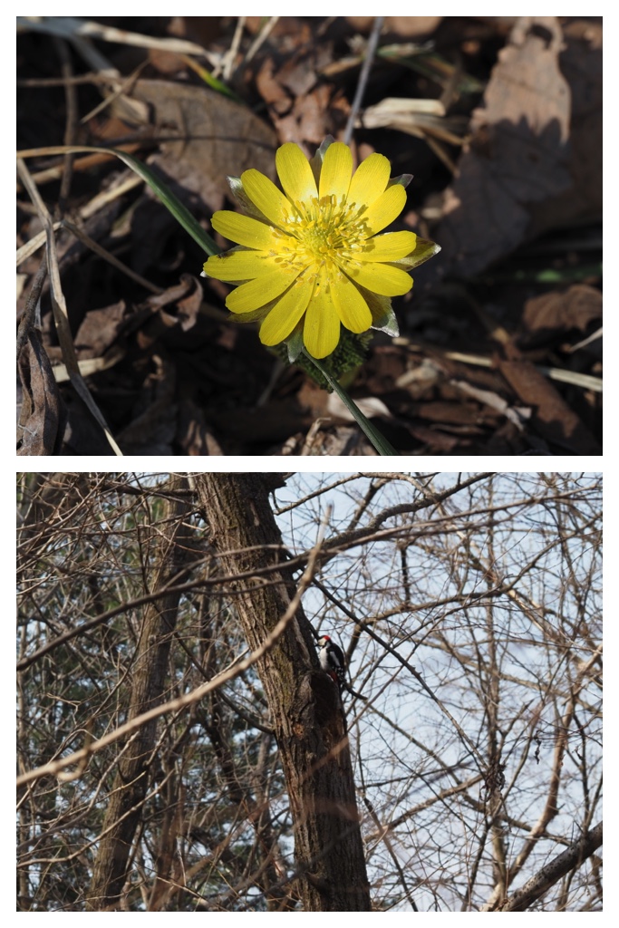 260401_Azumaichige_9