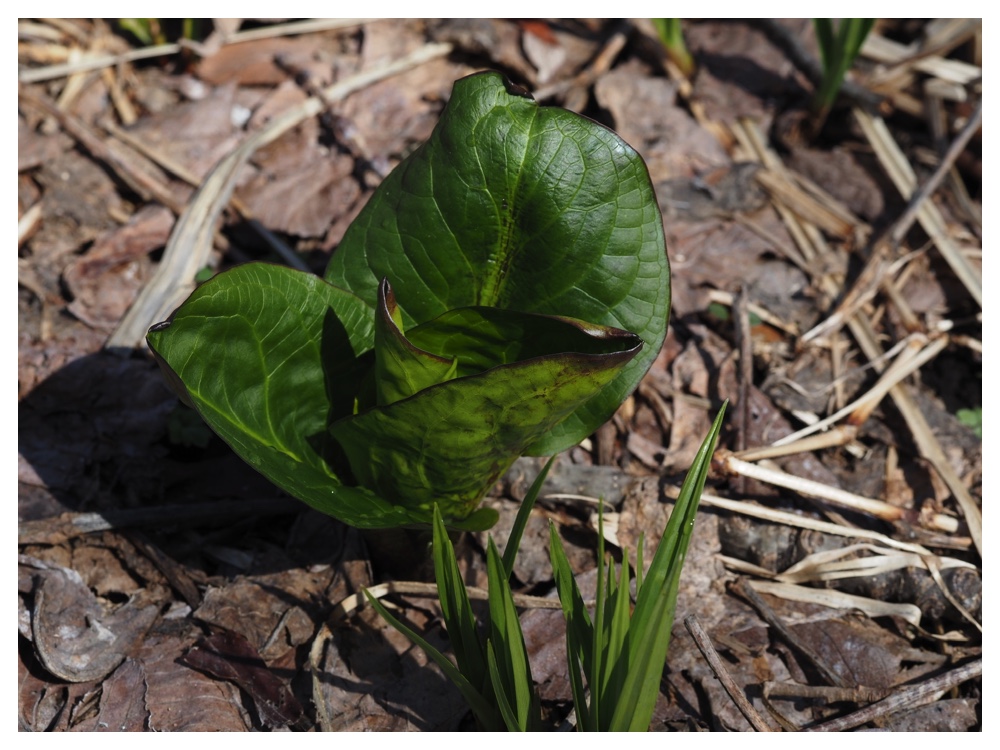 260405_Frog-egg_15