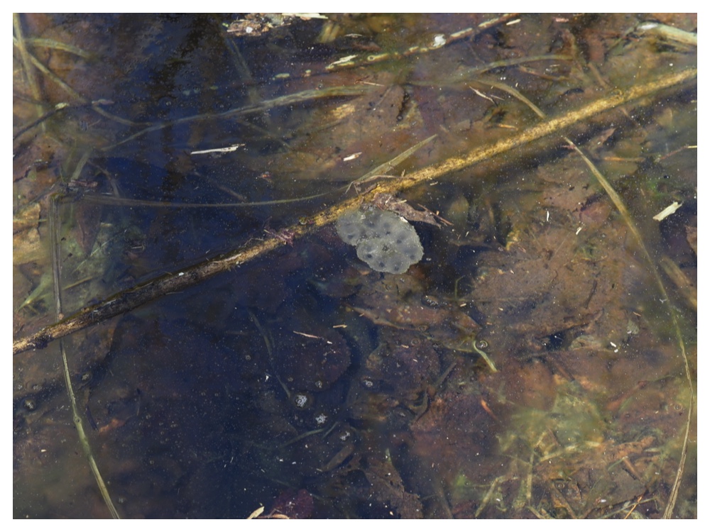 260405_Frog-egg_21