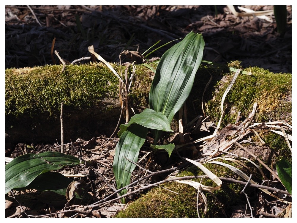 260405_Frog-egg_23