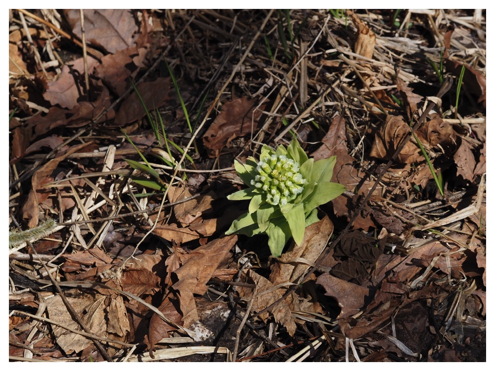 260405_Frog-egg_26